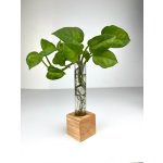BotaneryLab ELEMENT Jasan - stojan se zkumavkou na zakořeňování rostlin Motív: B – Hledejceny.cz