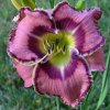 Osivo a semínko Lukon Glads Denivka PANAMA CITY - hemerocallis