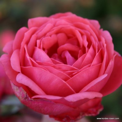 Růže mnohokvětá Kordes, Rosa Gartenprizessin Marie-José, tmavě růžová , velikost kontejneru 2 l – Zbozi.Blesk.cz