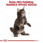 Royal Canin Maine Coon Kitten 4 kg – Hledejceny.cz