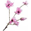 Květina Magnolie - Magnolia fialová V73 cm