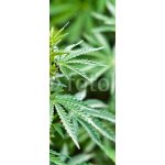 WEBLUX 44012668 Samolepka na lednici fólie marijuana marihuana rozměry 80 x 200 cm
