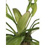 Echinodorus argentinensis - Šípatkovec argentinský – Hledejceny.cz