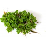 Azolla karolínská – Zbozi.Blesk.cz