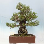 e-bonsai Venkovní bonsai - Pinus sylvestris - Borovice lesní – Hledejceny.cz