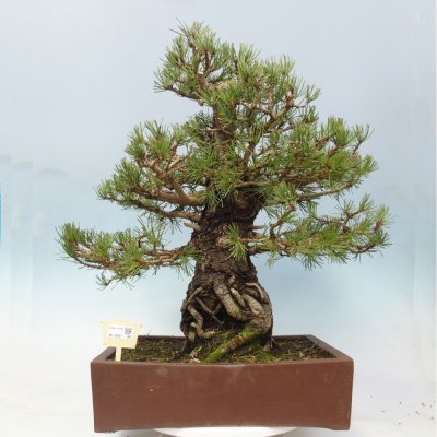 e-bonsai Venkovní bonsai - Pinus sylvestris - Borovice lesní – Hledejceny.cz