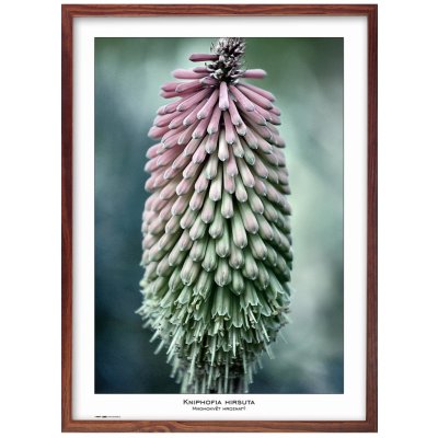 Tradag Rámeček Natura hnědý 50x70 – Zboží Živě