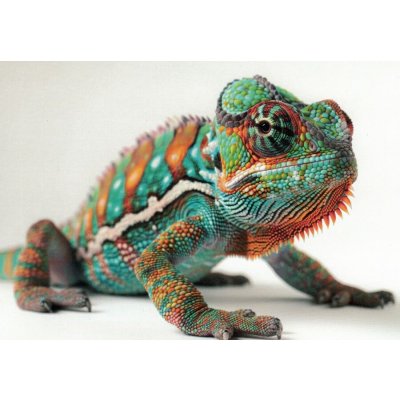 Pohlednice Chameleon 1 – Hledejceny.cz