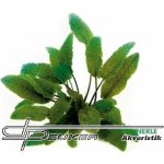 Cryptocoryne wendtii Braun – Zboží Dáma