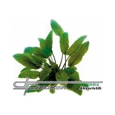 Cryptocoryne wendtii Braun – Zboží Dáma