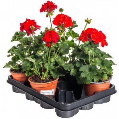 Výhodné balení 5x Muškát vzpřímený, Pelargonium zonale, červený, velikost květináče 10 - 12 cm – Hledejceny.cz