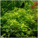 Ludwigia palustris Green – Sleviste.cz