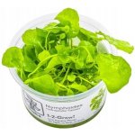 Nymphoides hydrophylla Taiwan – Sleviste.cz