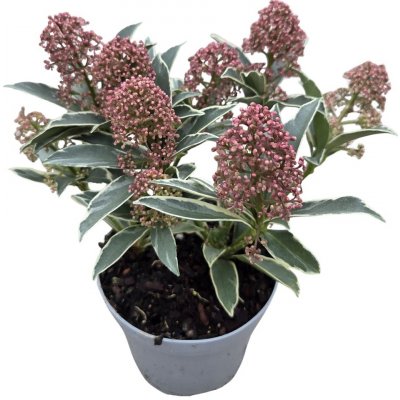 Skimie japonská Mystic Marlot květináč 11cm – Zboží Dáma