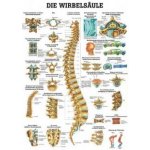 Rüdiger-Anatomie Naučný plakát Páteř – Sleviste.cz
