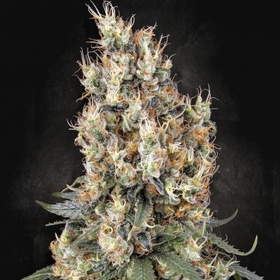 Paradise Seeds Mendocino Skunk semena neobsahují THC 3 ks – Zboží Dáma