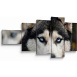 Obraz psa husky, pětidílný 110x60 cm – Hledejceny.cz
