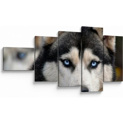 Obraz psa husky, pětidílný 110x60 cm – Hledejceny.cz