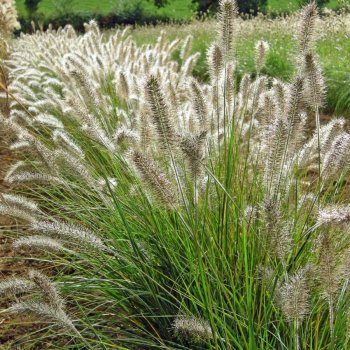 Pennisetum - Dochan, v mnoha odrůdách