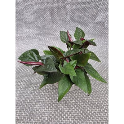 Syngonium Red Arrow – Zbozi.Blesk.cz