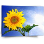 Sablio Obraz Slunečnice 2 - 150x110 cm – Hledejceny.cz