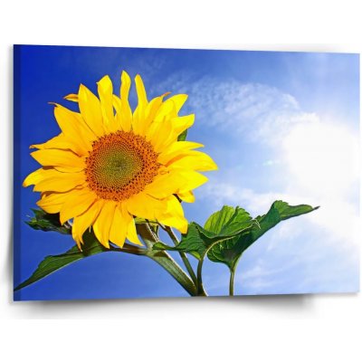 Sablio Obraz Slunečnice 2 - 150x110 cm – Hledejceny.cz