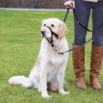 Trixie TOP TRAINER výcvikový postroj L XL – Hledejceny.cz