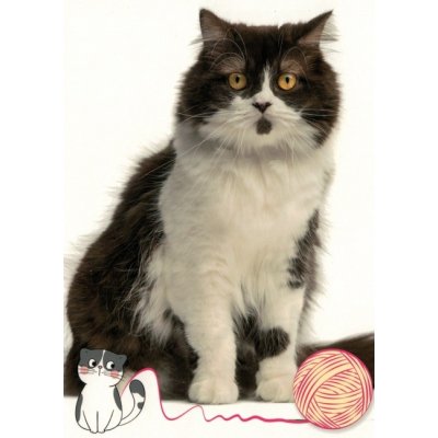 Pohlednice Kočka 97 – Sleviste.cz