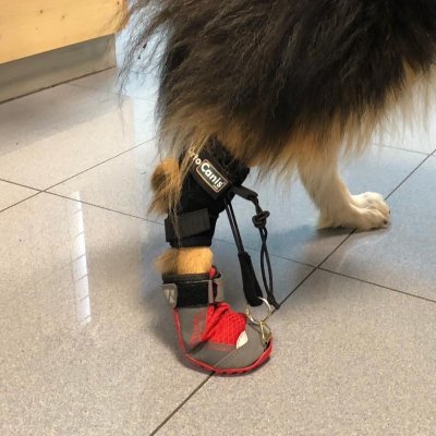 Walkinpets Boty pro psa na korigování chůze M – Sleviste.cz