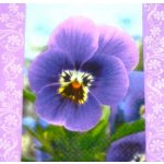 ubrousek 33x33 cm MACEŠKA – Hledejceny.cz