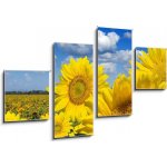 Obraz 4D čtyřdílný - 100 x 60 cm - Some yellow sunflowers against a wide field and the blue sky Některé žluté slunečnice proti širokému poli a modré obloze