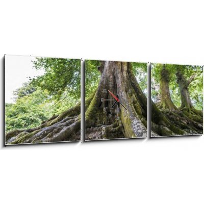 Obraz s hodinami 3D třídílný - 150 x 50 cm - big old tree and a river velký starý strom a řeka – Zboží Mobilmania