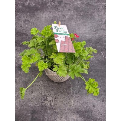 Pelargonium graveolens čokoláda – Zboží Dáma