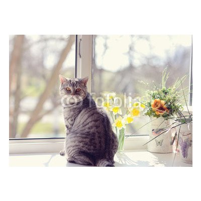 WEBLUX 44792547 Fototapeta vliesová cat sitting on the windowsill in the flowers on the background o kočka sedí na parapetu v květech na pozadí o rozměry 200 x 144 cm