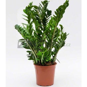 Zamioculcas zamiifolia 24x110cm