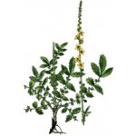 Milota Řepík lékařský nať Agrimoniae eupatoria herba cons 50 g – Zboží Dáma