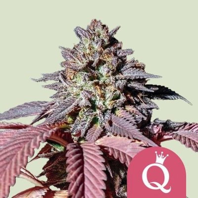 Royal Queen Seeds Purple Queen semena neobsahují THC 3 ks – Sleviste.cz