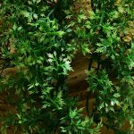 Zoo Med Australian Maple 36 cm – Hledejceny.cz
