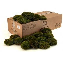 Stabilizovaný kopečkový mech MOOD MOSS Canopy | Přírodně Zelený | 100g