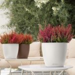 Lechuza Květináč Classico Color Bílá 28 cm – Zboží Dáma Lechuza Květináč Classico Color Bílá 28 cm – Zboží Dáma