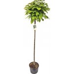Katalpa trubačovitá FloraSelf Catalpa bignonioides 'Nana' výška 180 cm květináč 20 l – Sleviste.cz
