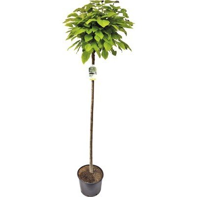 Katalpa trubačovitá FloraSelf Catalpa bignonioides 'Nana' výška 180 cm květináč 20 l – Sleviste.cz