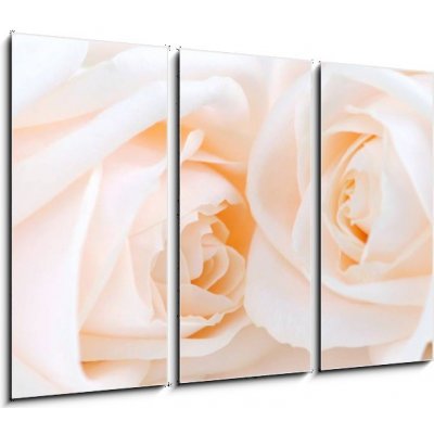 Obraz 3D třídílný - 105 x 70 cm - Two delicate high key beige roses macro floral background Dvě jemné vysoké klíčové béžové růže makro květinové pozadí – Zboží Mobilmania