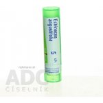 ECHINACEA ANGUSTIFOLIA POR 5CH GRA 1X4G – Hledejceny.cz