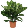 Květina Gardners Dieffenbachia Crown, průměr 35 cm Difenbachie, mramornatka