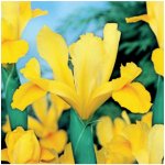Kosatec holandský Golden Harvest - Iris hollandica - cibulky kosatců - 3 ks