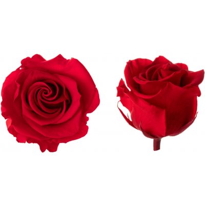 Hlavy růží - princess 16 ks Red - červená – Hledejceny.cz