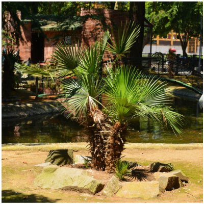 Palma trpaslíčí - Sabal minor - semena palmy - 3 ks – Zboží Mobilmania