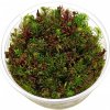 Rotala Vietnam H'ra