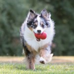 Kong Classic Granát L 10,1 x 6,9 cm – Zboží Dáma